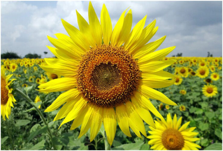 Sunflower Seeds for diabetes