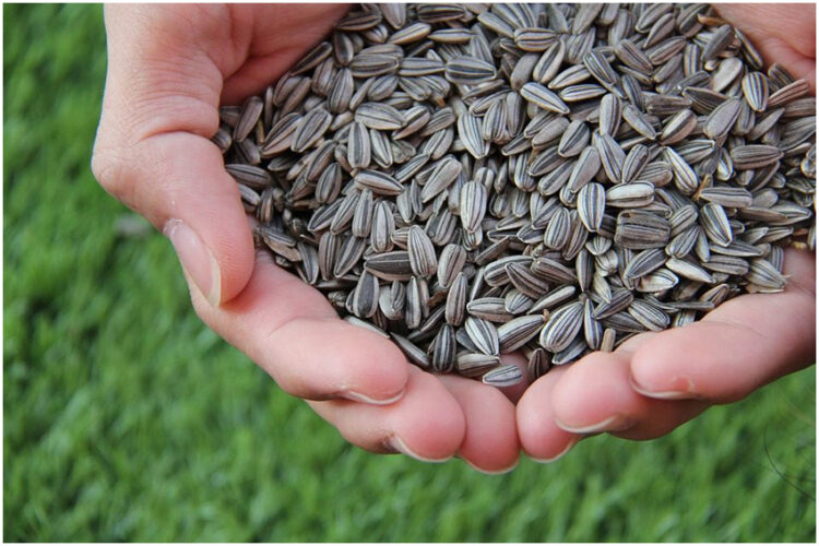 Sunflower Seeds for diabetes