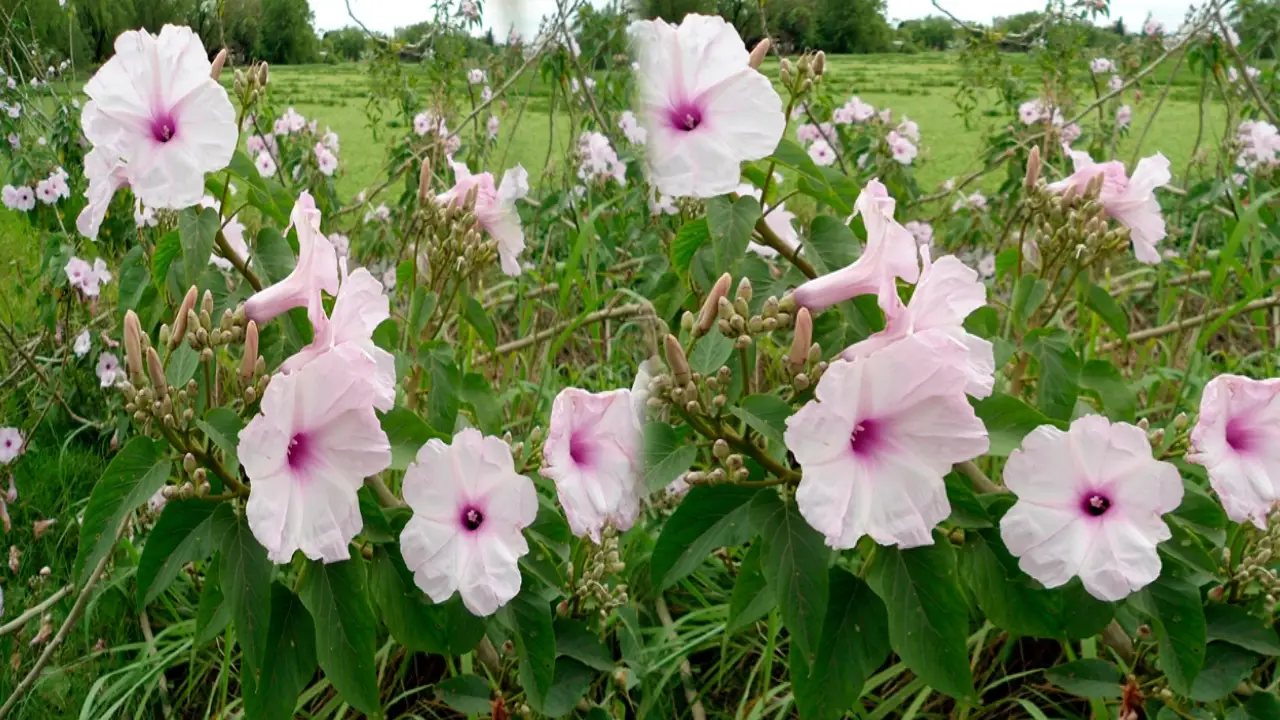 ipomoea-carnea-plant-rose-flower-plant-seems-to-rose-plant