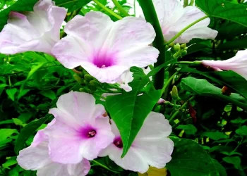 ipomoea-carnea-plant-rose-flower-plant-seems-to-rose-plant