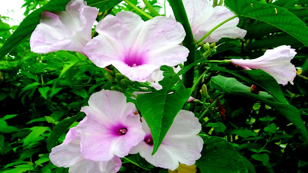 ipomoea-carnea-plant-rose-flower-plant-seems-to-rose-plant