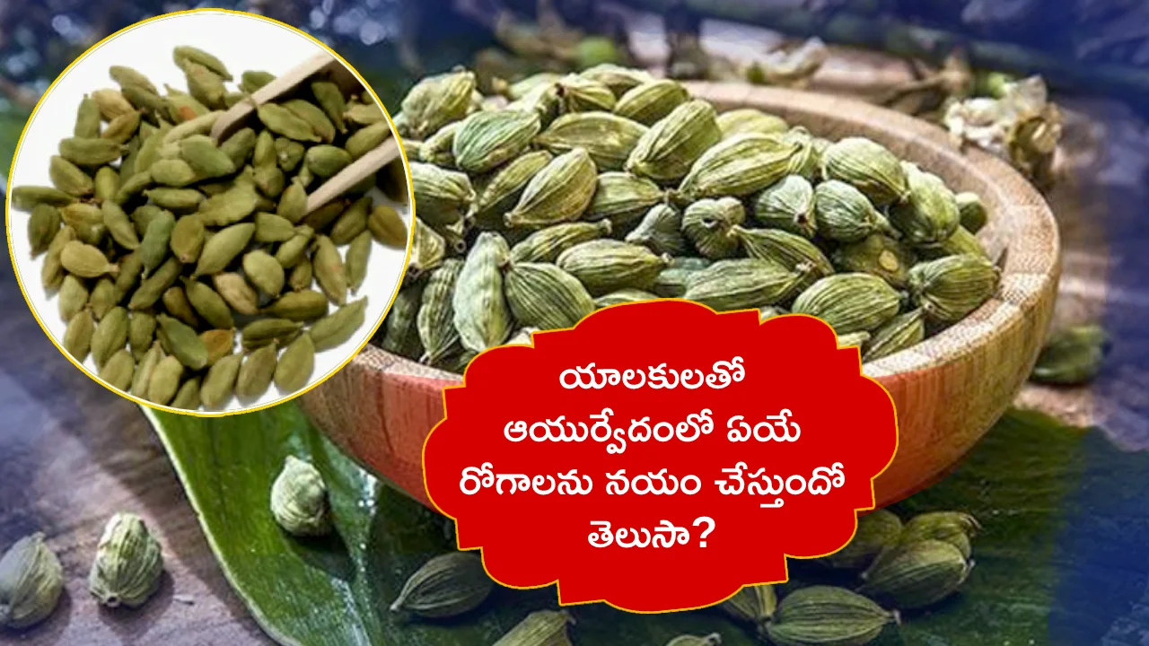 cardamom-uses-cure-diseases-in-ayurveda