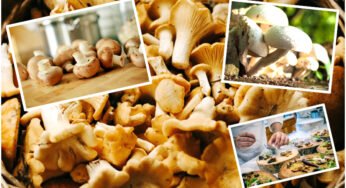 Mushroom Health Benefits : పుట్ట గొడుగులతో అంతులేని ప్రయోజనాలు.. అధిక ఒత్తిడి, డిప్రెషన్‌‌కు చెక్..!