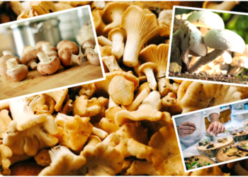 mushroom health benefits in telugu