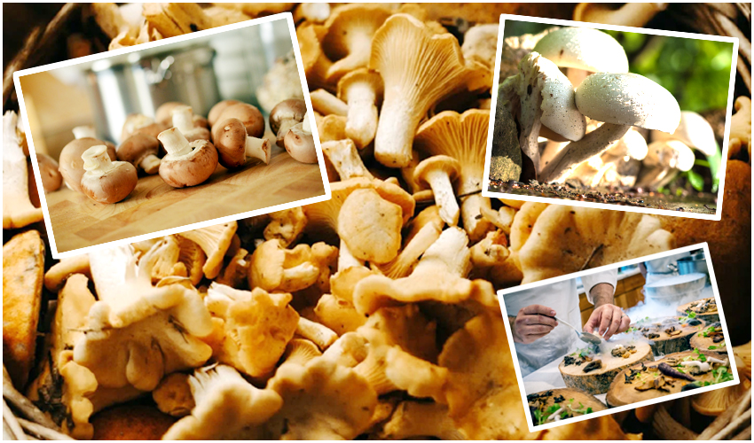 mushroom health benefits in telugu