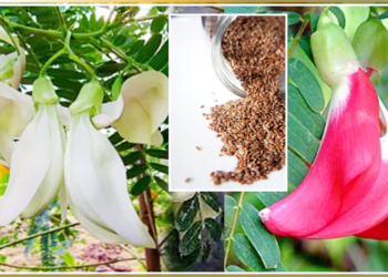 Avisa Seeds Health Benefits