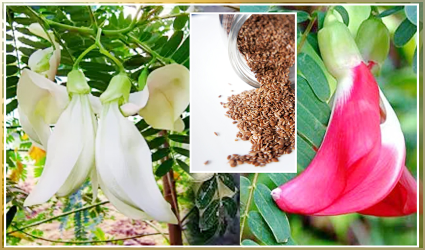 Avisa Seeds Health Benefits