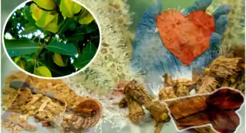 Ayurveda Mulikalu : ఈ ఆయుర్వేద మూలికలు వాడండి.. గుండె ఆరోగ్యాన్ని కంటికి రెప్పలా కాపాడతాయి!