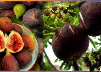 Bedu Fruit Benefits : Bedu Fruit Health Benefits in Uttarakhand Wild Fruits 