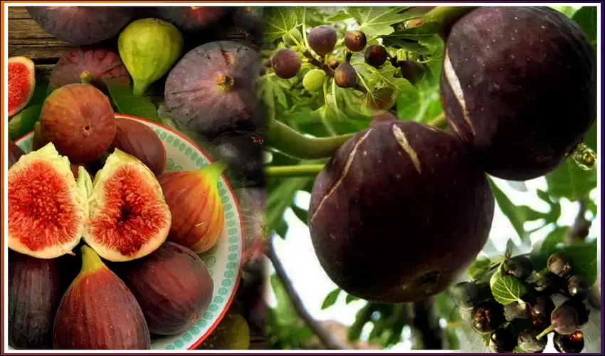 Bedu Fruit Benefits : Bedu Fruit Health Benefits in Uttarakhand Wild Fruits 