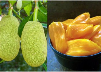 Jackfruit Benefits : jackfruit control diabetes