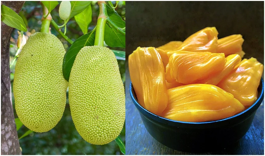 Jackfruit Benefits : jackfruit control diabetes