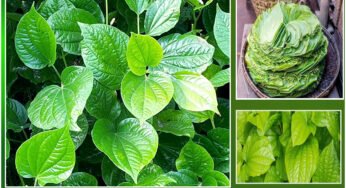 Tamalapaku : ‘ధనలక్ష్మీ’ కరుణించడం లేదా..? తమలపాకుతో ఈ పరిహారం చేయండి.. ఇక మీ ఇంట్లో డబ్బే డబ్బు!