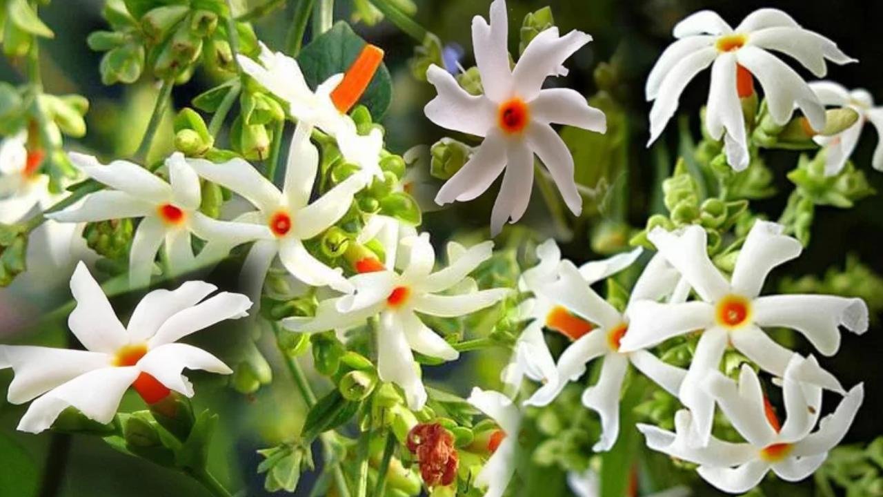 Parijat Flower Benefits మ ఇ ట ల