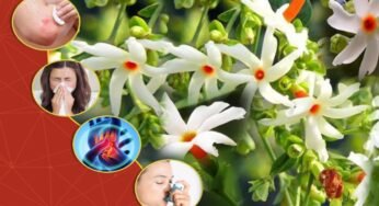Parijat Flower Benefits : మీ ఇంట్లో ‘పారిజాతం’ ఉందా? పూలలో ఎన్నో అద్భుతమైన ఔషధ గుణాలు.. అన్ని వ్యాధులకు చెక్..!