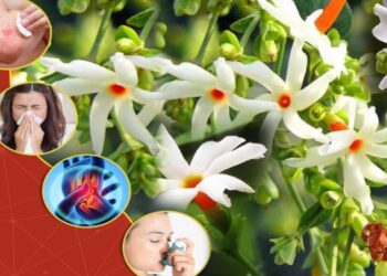 Parijat Flower Benefits : Night Blooming Jasmine Flower Healht Benefits