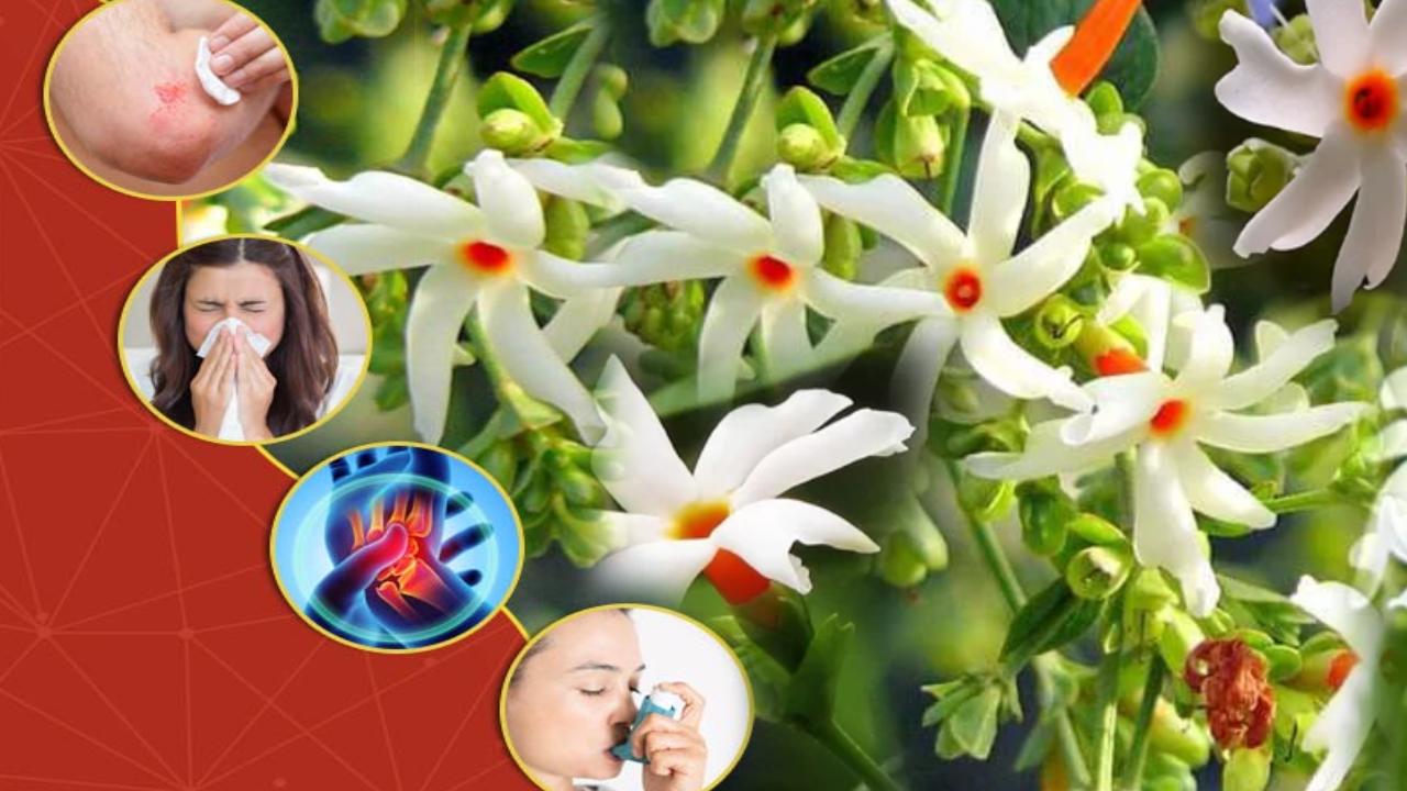 Parijat Flower Benefits : Night Blooming Jasmine Flower Healht Benefits