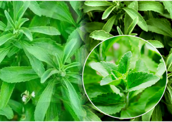 Stevia leaves uses for Diabetic Patients