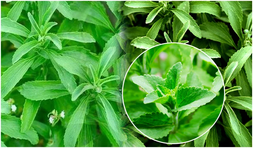 Stevia leaves uses for Diabetic Patients
