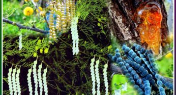 Nall Tumma Babul Uses : నల్ల తుమ్మ చెట్టు బెరడు, పువ్వులు, గమ్‌తో ఎన్ని అద్భుతమైన ప్రయోజనాలున్నాయో తెలుసా..!