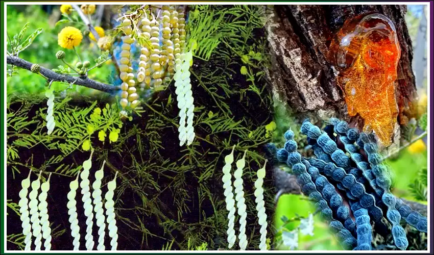 nalla thumma chettu ayurvedic uses in telugu