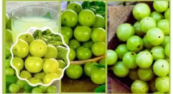 Amla Juice Benefits : ఉసిరి జ్యూస్‌తో బోలెడు ప్రయోజనాలు.. అవేంటో తెలుసుకోండిలా?
