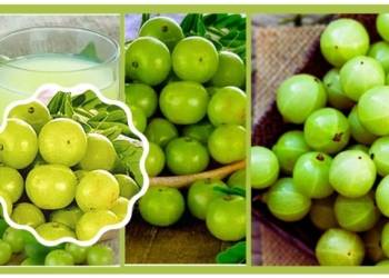 Amla Juice Benefits Amla Juice Health Benefits for Good Healthy Drink, You Must Know these Things