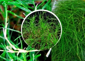 Bermuda Grass Benefits : Health Benefits of Bermuda Grass for All Diseases cure instantly