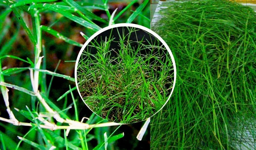 Bermuda Grass Benefits : Health Benefits of Bermuda Grass for All Diseases cure instantly