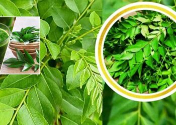 Curry Leaves Juice Benefits _ Curry Leaves Juice Can BP Control, Must be added in Food