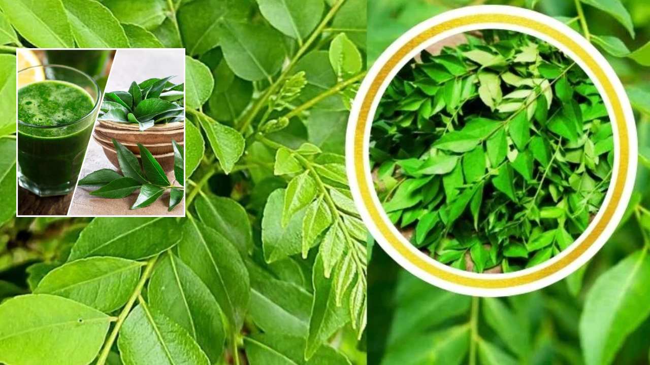 Curry Leaves Juice Benefits _ Curry Leaves Juice Can BP Control, Must be added in Food