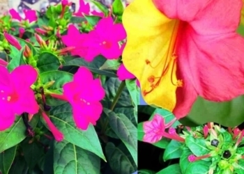 Mirabilis Jalapa Uses : Chandrakantha Plant Health Benefits You Must Know