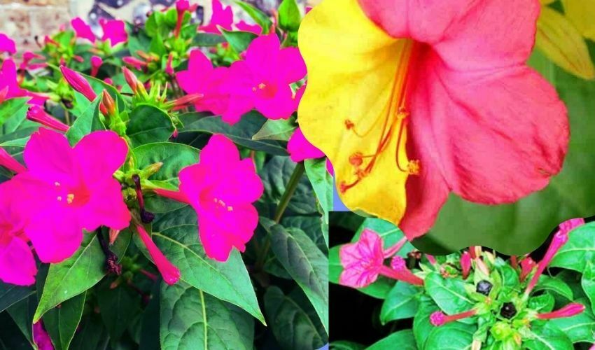 Mirabilis Jalapa Uses : Chandrakantha Plant Health Benefits You Must Know