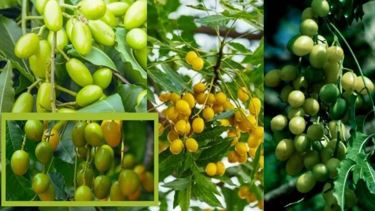 Neem Tree Fruit Benefits Neem Tree Health Fruit Benefits for Good health