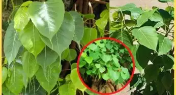 Peepul Tree : ఇంట్లో రావి చెట్టును అస్సలు పెంచకూడదట.. ఒకవేళ ఉంటే ఏం జరుగుతుందో తెలుసా..!
