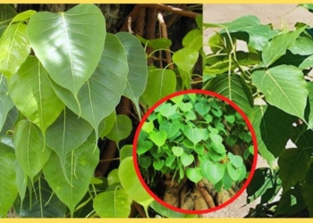Peepul Tree : Peepul Tree must be Planted inside House anywhere else, Why You Should Know Ravi Leafs