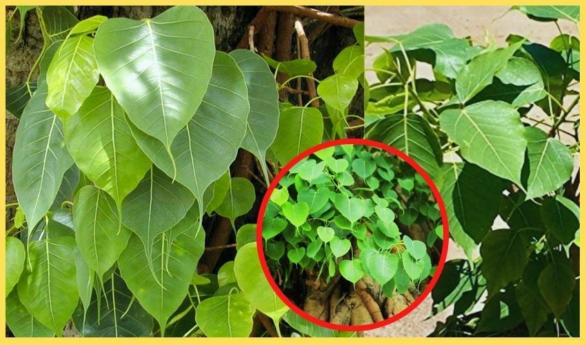 Peepul Tree : Peepul Tree must be Planted inside House anywhere else, Why You Should Know Ravi Leafs
