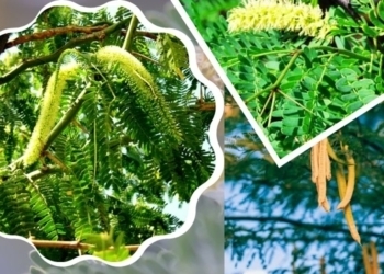 Prosopis Juliflora Benefits : How To Use Prosopis Juliflora for Health