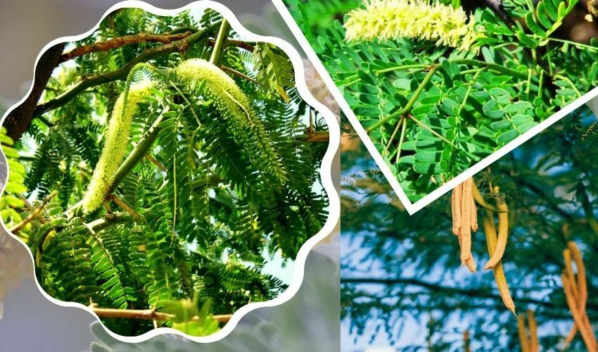 Prosopis Juliflora Benefits : How To Use Prosopis Juliflora for Health