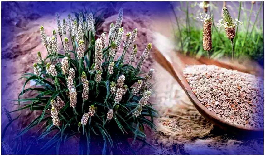 Psyllium Husk Benefits : Psyllium Husk Powder Good Medicine for BP and Diabetes Patients