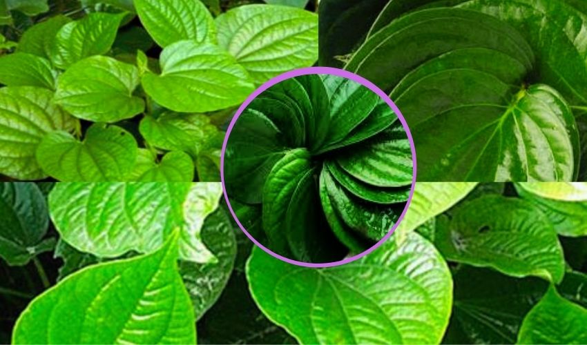 tamalapaku benefits Betel leaves Health Benefits in telugu