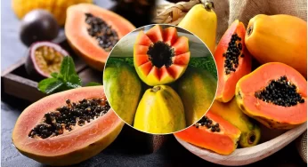 Papaya Seeds : బొప్పాయి గింజలతో ఇన్ని లాభాలా? తప్పక తెలుసుకోండి..!