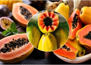 Papaya Seeds : Best Surprising Benefits Of Eating Papaya Seeds