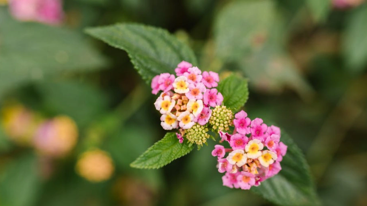 Talambralu Chettu : Lantana camara Health Benefits in telugu, You Must Know these tips