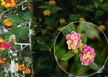 Talambralu Chettu : Lantana camara Health Benefits in telugu, You Must Know these tips