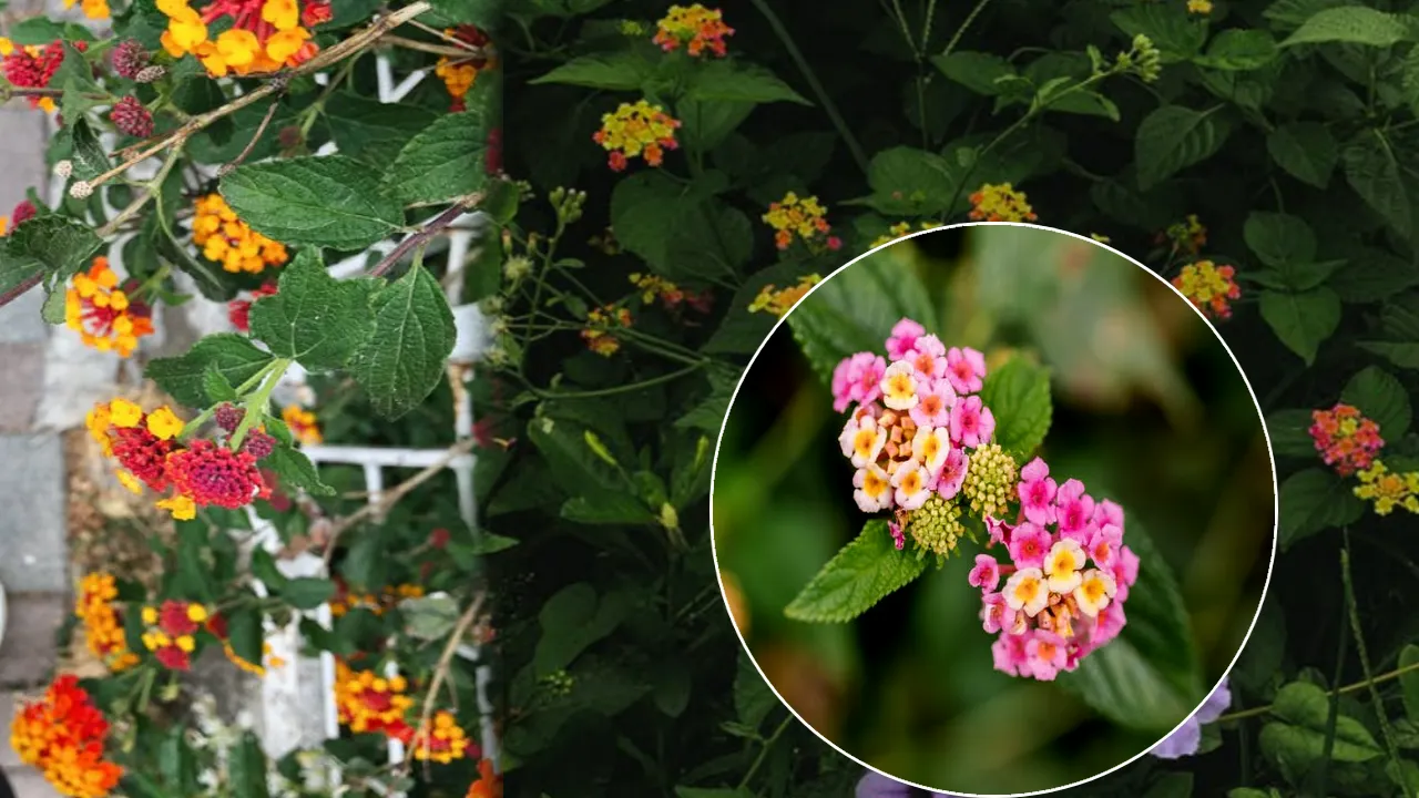 Talambralu Chettu : Lantana camara Health Benefits in telugu, You Must Know these tips