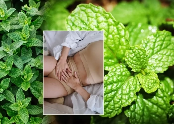 mint-leaves-for-menstruation-periods-in-telugu