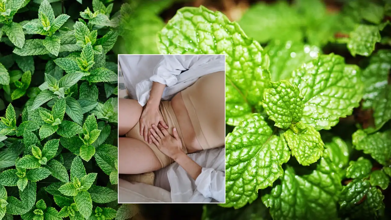 mint-leaves-for-menstruation-periods-in-telugu