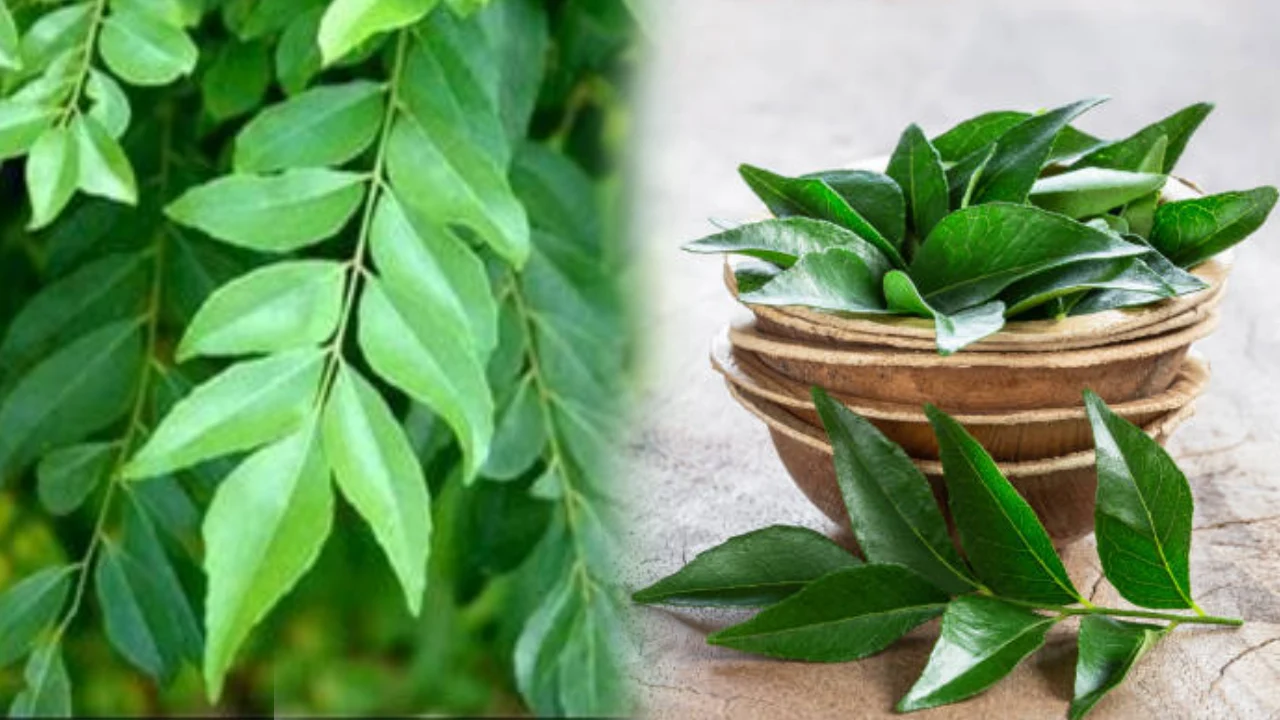 curry-leaves-could-help-your-body-lower-cholesterol-and-blood-sugar