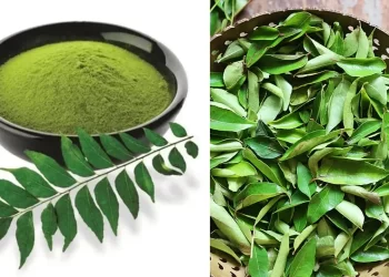 curry-leaves-could-help-your-body-lower-cholesterol-and-blood-sugar